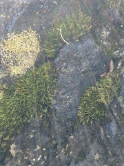 Schistidium maritimum