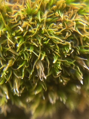 Schistidium maritimum