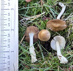 Inocybe