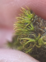 Schistidium maritimum