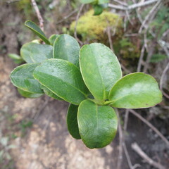 Symplocos theiformis