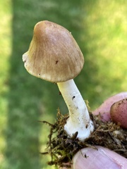 Inocybe
