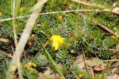 Hibbertia hibbertioides