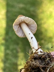 Inocybe