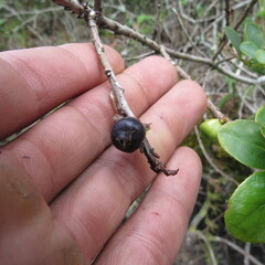 Symplocos theiformis