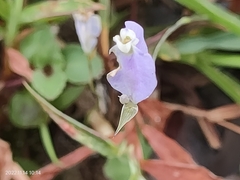 Burmannia biflora