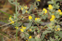 Hibbertia commutata