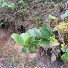 Symplocos theiformis