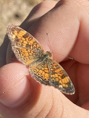 Phyciodes tharos