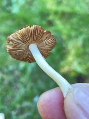 Inocybe