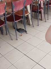 Gallinula tenebrosa tenebrosa