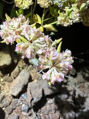 Eriogonum jamesii