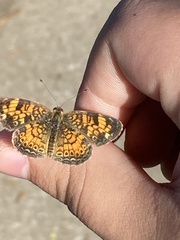 Phyciodes tharos