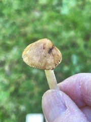 Inocybe