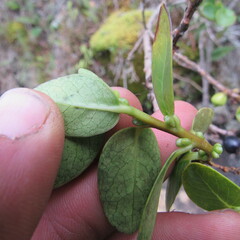 Symplocos theiformis