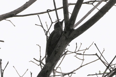 Dryobates passerinus