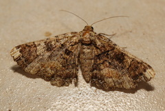 Paradromulia ambigua