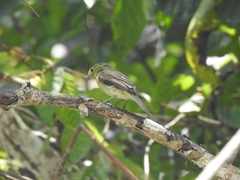 Pachyramphus versicolor