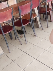 Gallinula tenebrosa tenebrosa