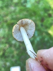 Inocybe