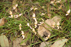Stylidium uniflorum