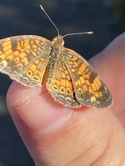 Phyciodes tharos