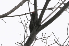 Dryobates passerinus