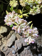 Eriogonum jamesii