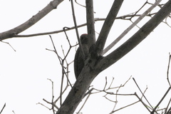 Dryobates passerinus