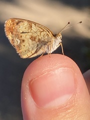 Phyciodes tharos