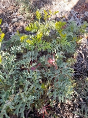Grevillea bipinnatifida