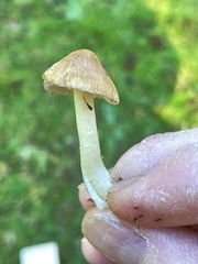 Inocybe