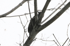 Dryobates passerinus