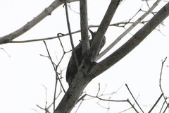 Dryobates passerinus