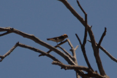 Alopochelidon fucata