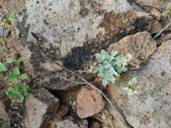 Centaurea melitensis