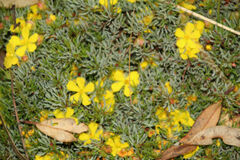 Hibbertia hibbertioides