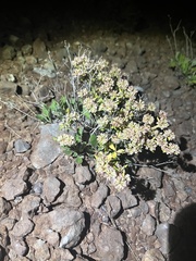 Eriogonum jamesii