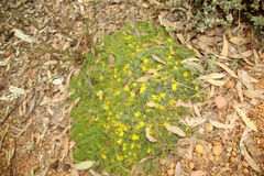 Hibbertia hibbertioides