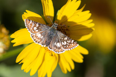 Burnsius communis