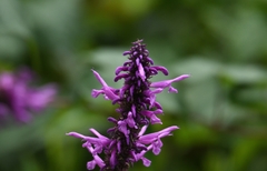 Salvia purpurea