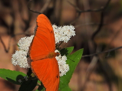 Dryas iulia moderata