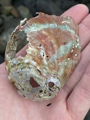 Haliotis kamtschatkana