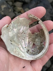 Haliotis kamtschatkana