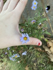 Symphyotrichum novi-belgii