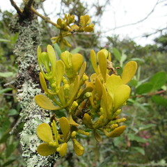 Dendrophthora clavata