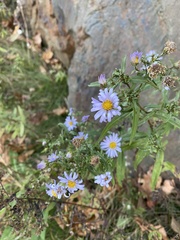 Symphyotrichum novi-belgii