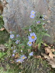 Symphyotrichum novi-belgii