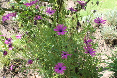 Dimorphotheca