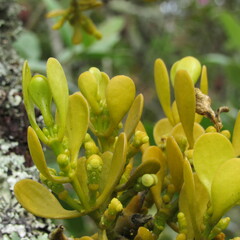 Dendrophthora clavata